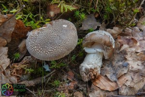 Amanita excelsa (2)_LR